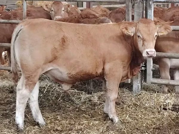 Bull, Limousin cow — United Kingdom