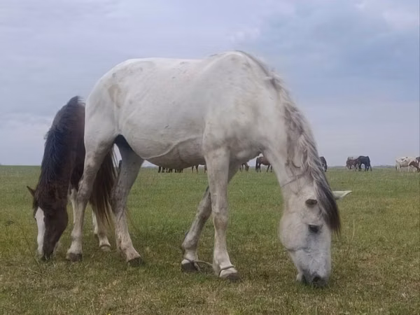 Mare, Horses — Kazakhstan
