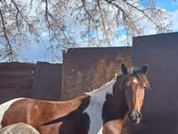 Mare, Horse breed — photo 1