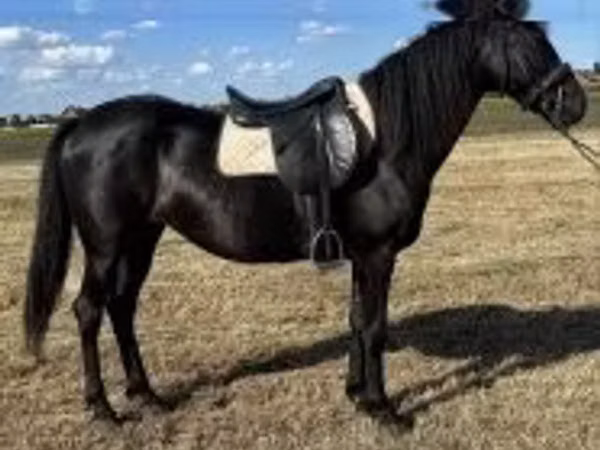 Mare, Horses — Hungary