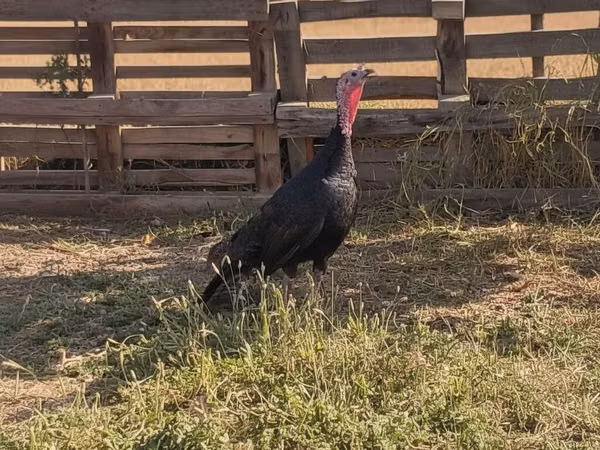 Norfolk Black — Kyrgyzstan