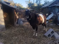 بز نر, Nubian Goat — عکس 2