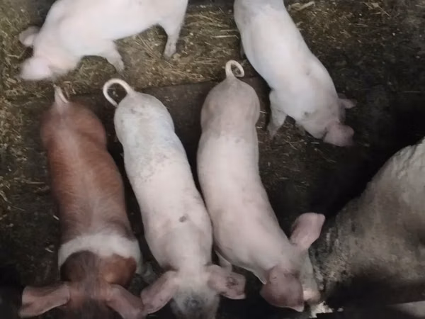 Boar, Pigs — Moldova