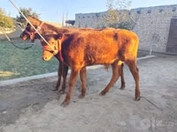 सांड, मवेशी — फ़ोटो 2