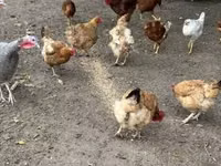 Chickens — 2. fotó