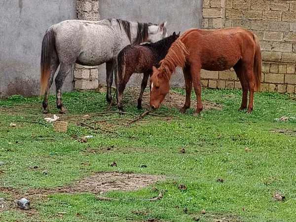 Аспҳо (партия, ҷинс муайян нашудааст), Azerbaijan horse