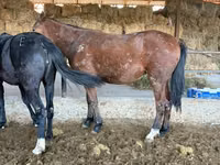 雄馬, Horse breed — 写真 2