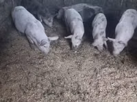 แม่สุกร, หมู — รูปภาพ 3