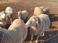Ovelha, Merino sheep — foto 2
