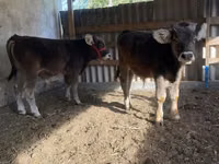 Skot (série, pohlaví neuvedeno), Swiss cattle — foto 4