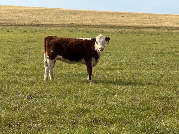 Cattle (batch, sex not specified), Hereford — Kazakhstan