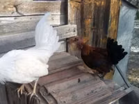 Ιαπωνικό Bantam — φωτογραφία 1