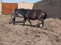 Madyan, Horse breed — foto 3
