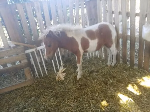 Hingst, Miniature horse
