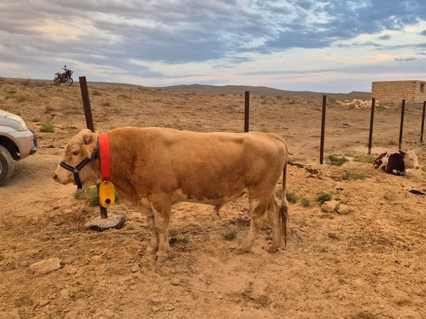 Говбуз, Swiss cattle