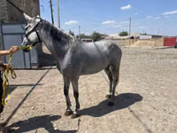 Mare, Orlov Trotter — photo 1