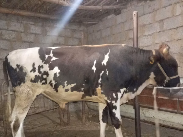 Bull, Russian Black pied cattle — Uzbekistan