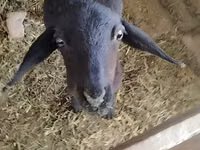የጎትት አውራ በግ, Sheep — ፎቶ 4