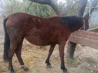암말, Kyrgyz Horse — 사진 2