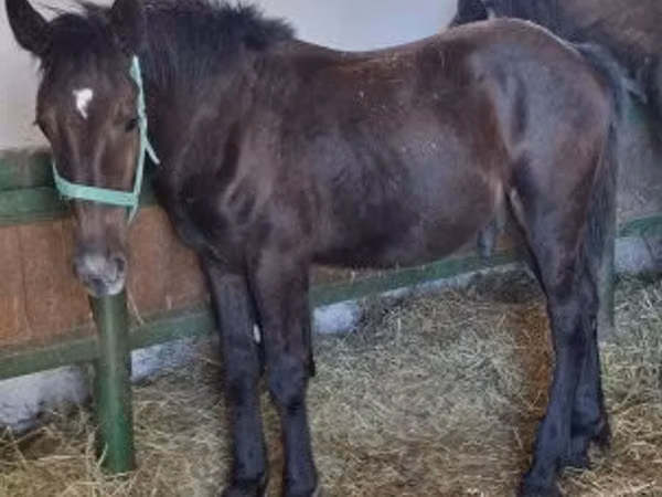 Mare, Horses — Hungary