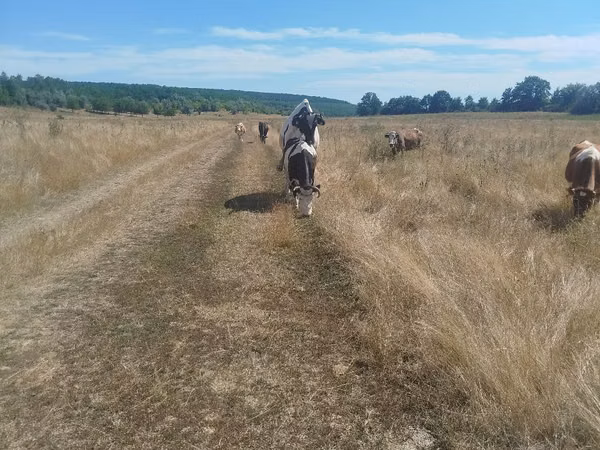 Cow, Simmental cattle — Moldova