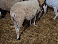 公羊, Dorper sheep — 照片 5