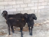 ஆண் ஆடு, ஆடுகள் — புகைப்படம் 4
