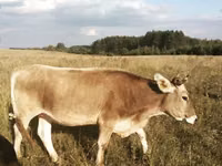 Cow, Kalmyk breed — photo 8