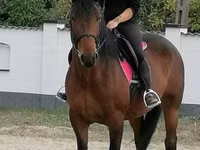 Faras dhaddig, Hungarian horse breed — sawirka 1