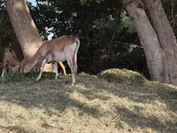 แพะตัวเมีย, Nubian Goat — รูปภาพ 1