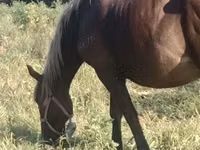 Mare, Horse breed — photo 1