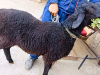Ram, Hissar sheep — photo 2
