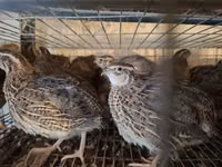 Quails — عکس 7