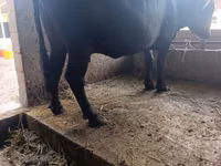 Cow, Swiss cattle — photo 8