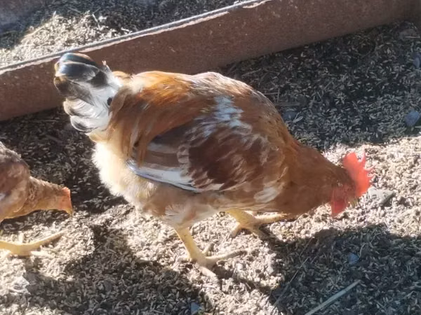 Chickens — Armenia