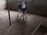 Býk, Russian Black pied cattle — foto 1