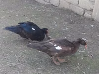 Muscovy domestica — foto 1