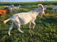 Goat, Saanen goat — photo 1