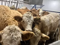 Үнээ, Simmental cattle — 6 зураг