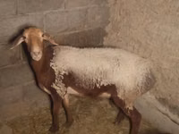 میش, Arashan sheep — عکس 3