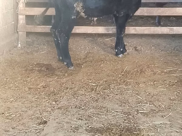 Bull, Aberdeen-Angus — Kyrgyzstan