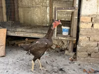 Shamo chickens — photo 4