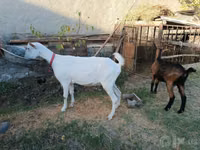 عنزة, Saanen goat — الصورة 7