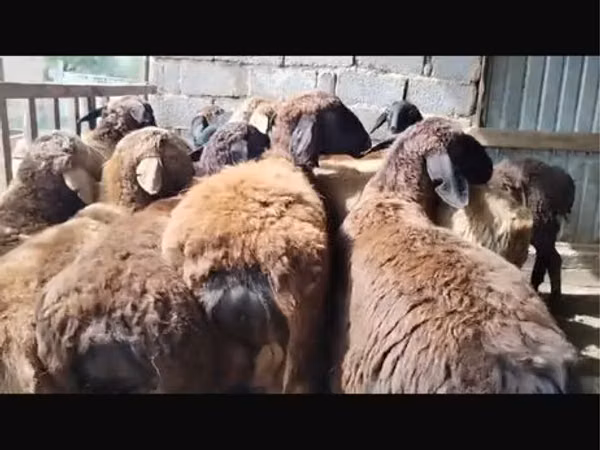 Ram, Sheep — Kazakhstan