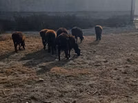 公牛, Cattle — 照片 1