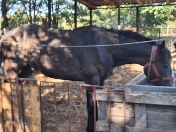 Horse (M), Horses — Hungary