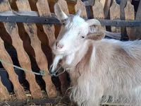 Kambing betina, Goats — foto 2