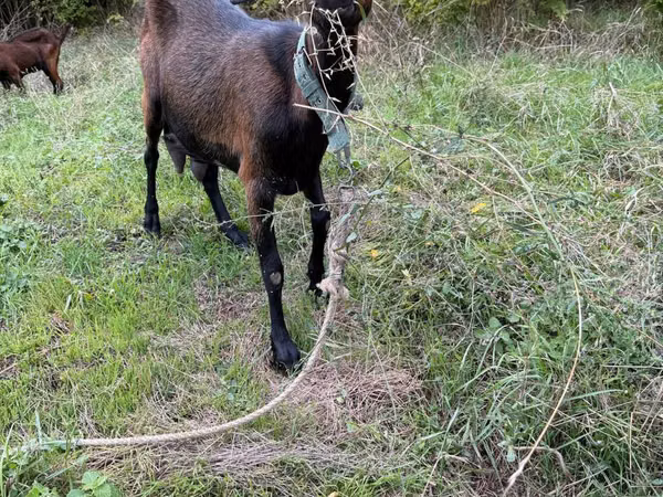 Billy Goat, Nubian Goat — Moldova