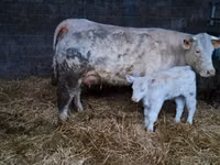 Bulle, Charolais cattle — Foto 4