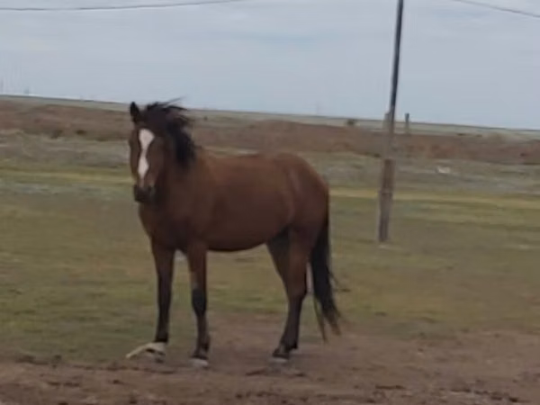 اسب نر, Russian Don